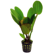 Premium Echinodorus Compacta