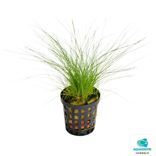 Premium Eleocharis Acicularis