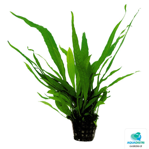 Premium Microsorum Pteropus