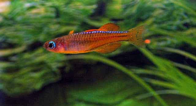 Pseudomugil Paskai