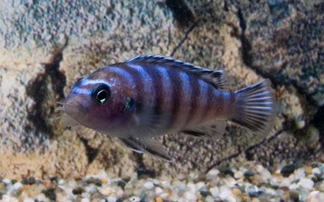 Pseudotropheus Demasoni