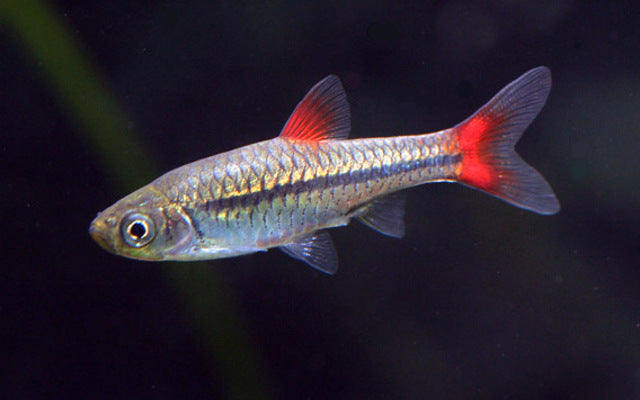 Red-tailed Dwarf Bora