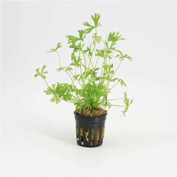 Ranunculus Aquatilus - Aquascape - Aquariumplanten