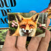 Red Fox magnet preview