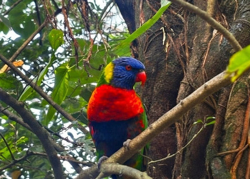 Regenbooglori magneet – Tropische Wildlife