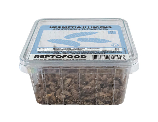 Repto Black Soldier Fly - Hermetia Illucens
