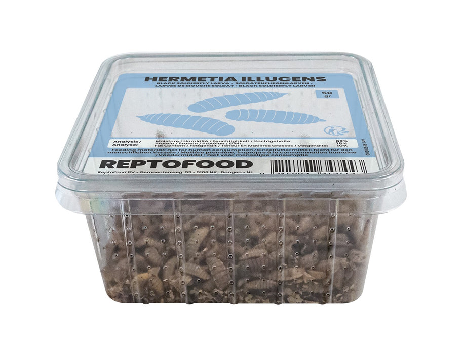 Repto Black Soldier Fly - Hermetia Illucens