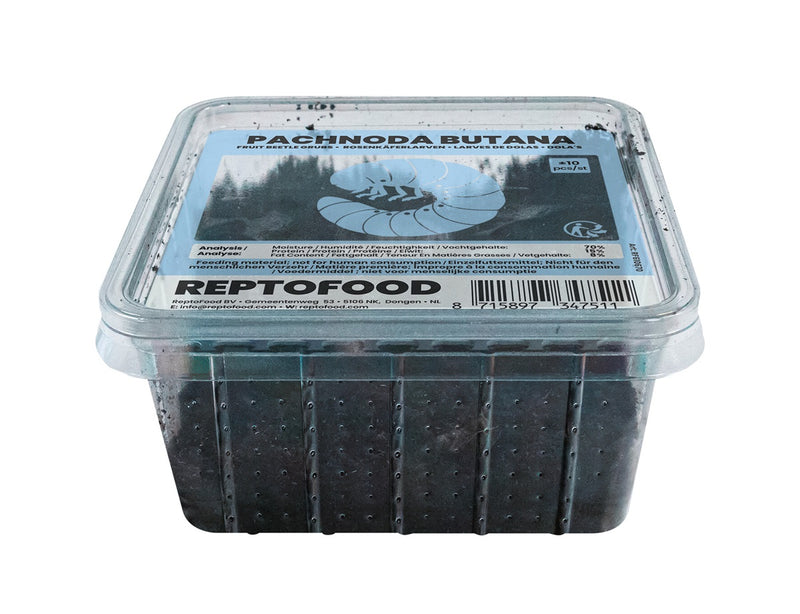 Repto Dola - Pachnoda Butana