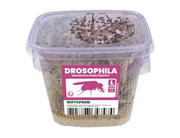 Repto Fruitvliegen L - Drosophila