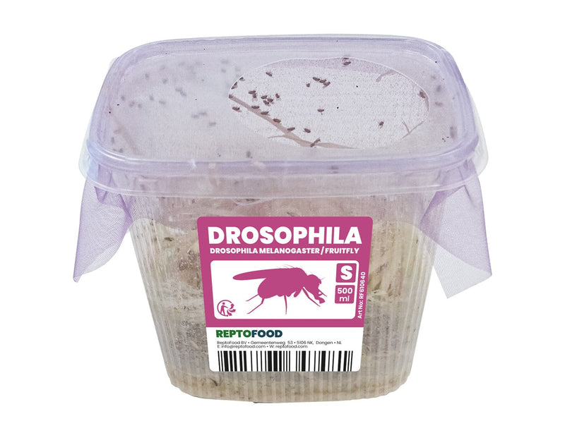 Repto Fruitvliegen S - Drosophila