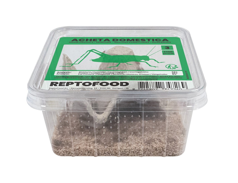 Repto Huiskrekels 3 - Acheta Domesticus