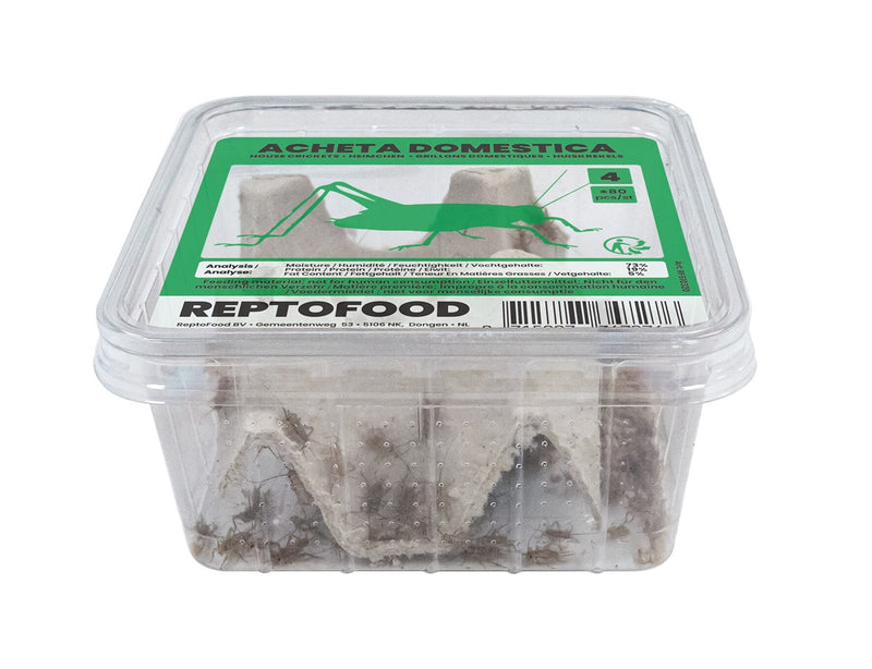 Repto Huiskrekels 4 - Acheta Domesticus