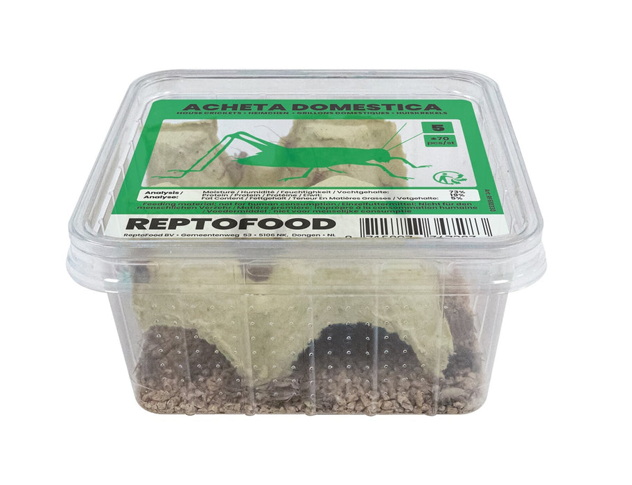 Repto Huiskrekels 5 - Acheta Domesticus