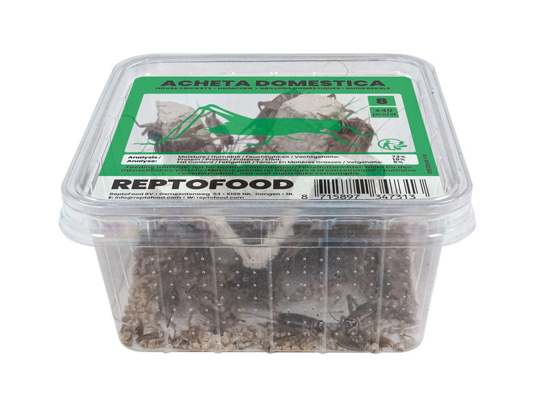 Repto Huiskrekels 8 - Acheta Domesticus