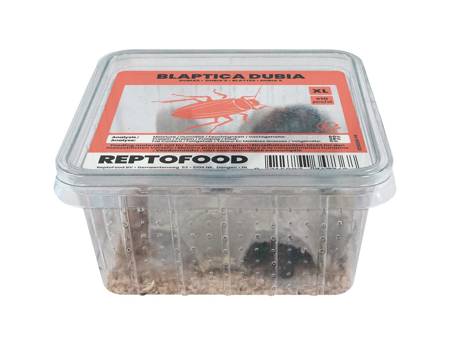 Repto Kakkerlakken L - Blaptica Dubia