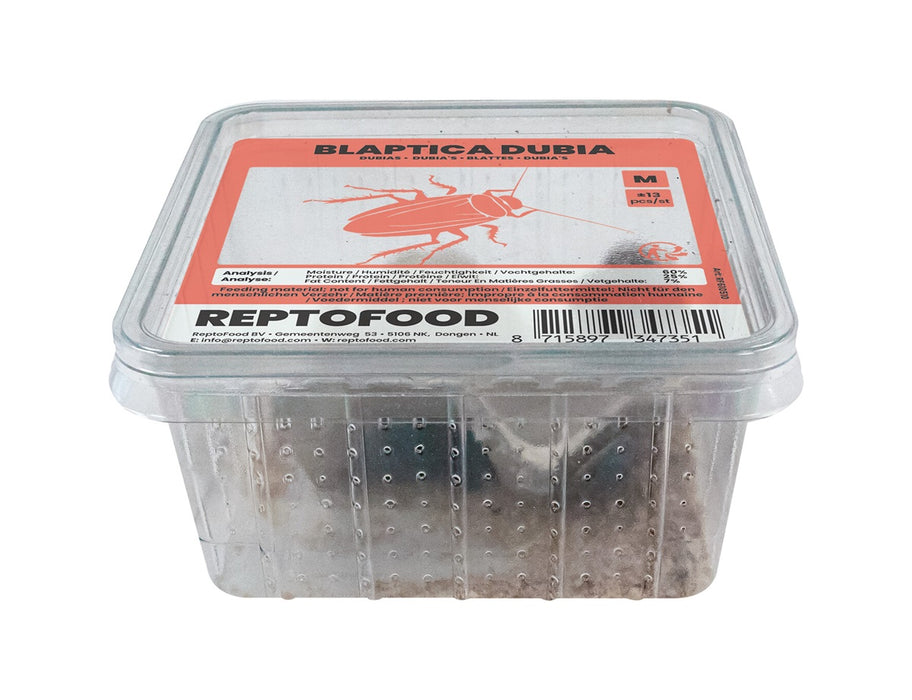 Repto Kakkerlakken M - Blaptica Dubia