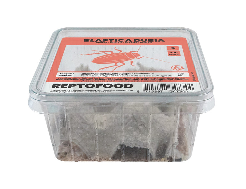 Repto Kakkerlakken S - Blaptica Dubia