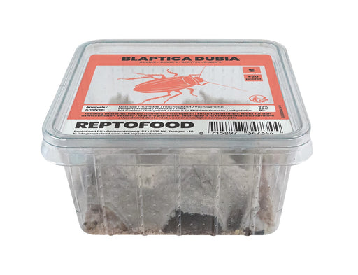 Repto Kakkerlakken S - Blaptica Dubia