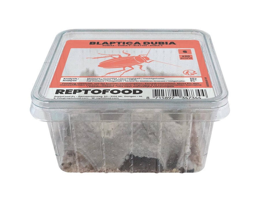 Repto Kakkerlakken S - Blaptica Dubia