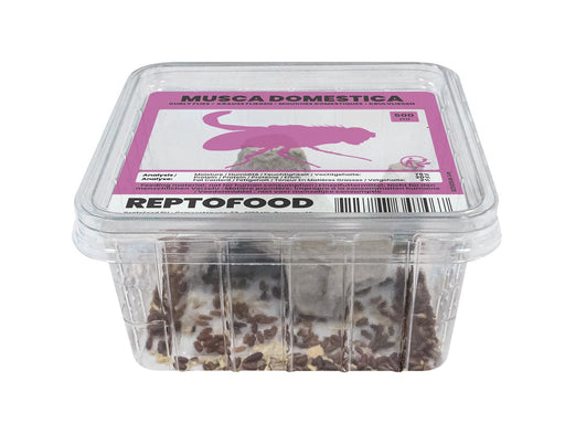 Repto Krulvliegen - Musca Domestica