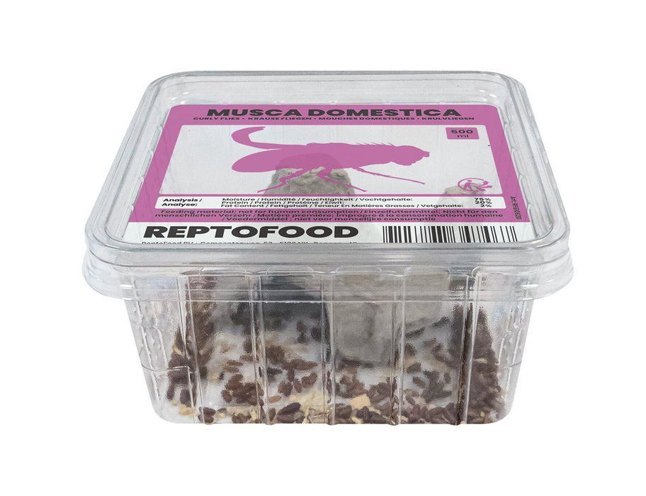 Repto Krulvliegen - Musca Domestica