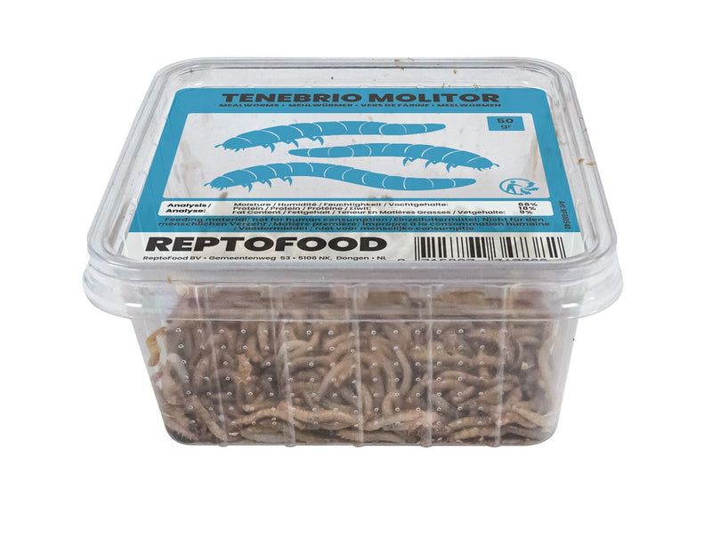 Repto Meelwormen - Tenebrio Molitor