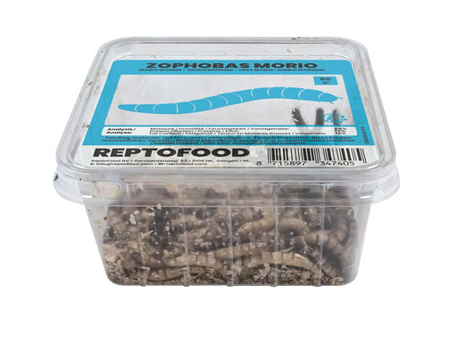 Repto Moriowormen - Zophobas Morio