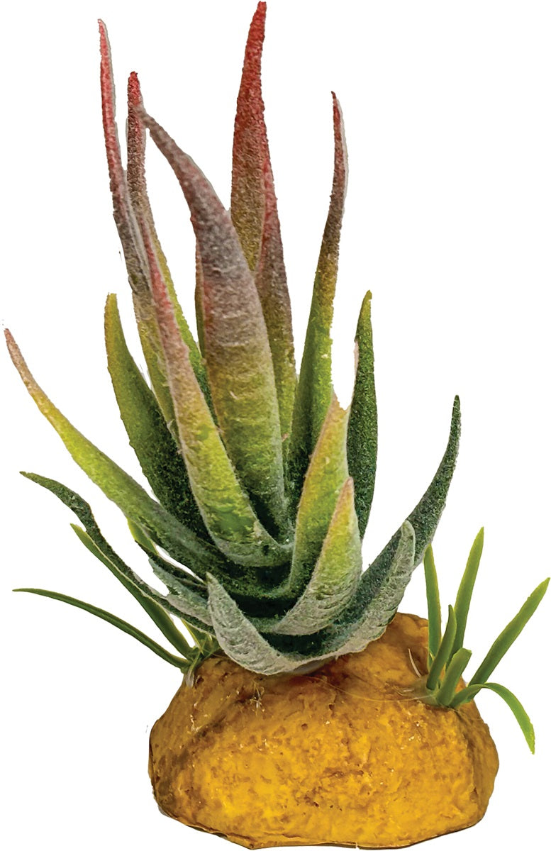 Repto Plant Aloe Red Tip