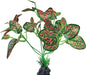 Repto Plant Standing Red Green