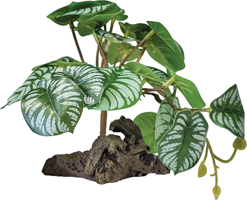 Repto Plant in Deco Begonia