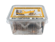 Repto Sprinkhanen L - Locusta Migratoria