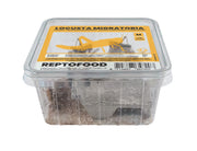 Repto Sprinkhanen M - Locusta Migratoria