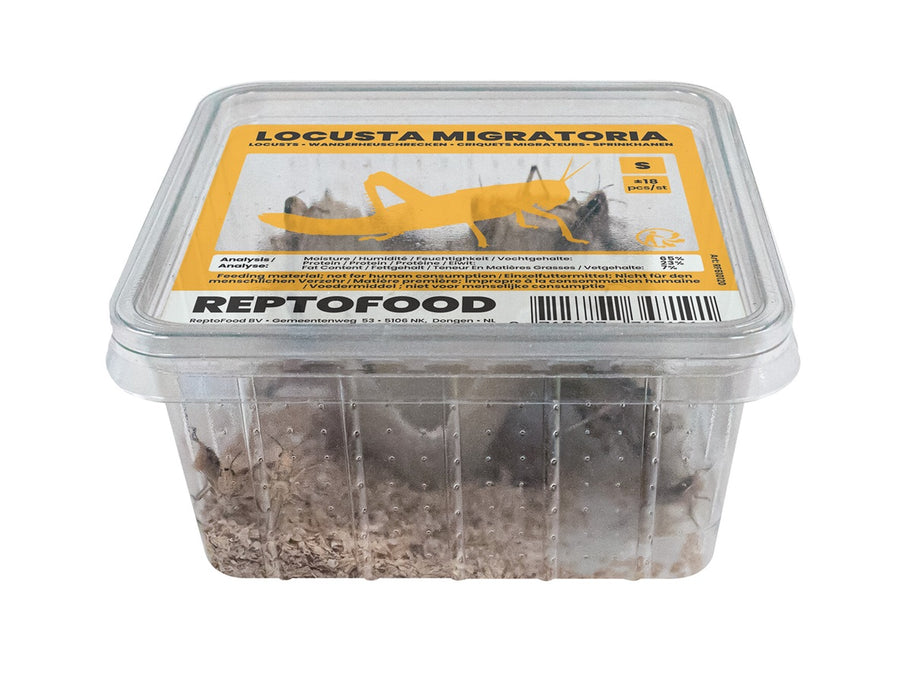 Repto Sprinkhanen S - Locusta Migratoria