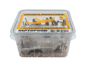 Repto Sprinkhanen XL - Locusta Migratoria