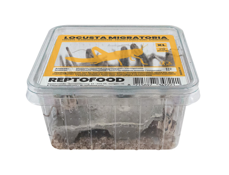 Repto Sprinkhanen XL - Locusta Migratoria