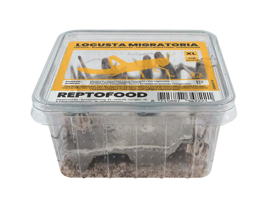 Repto Sprinkhanen XL - Locusta Migratoria