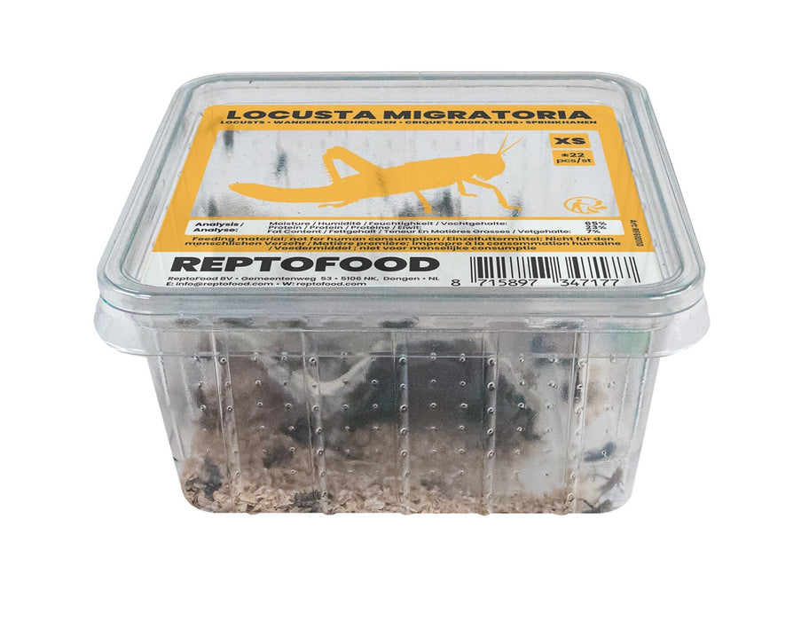 Repto Sprinkhanen XS - Locusta Migratoria