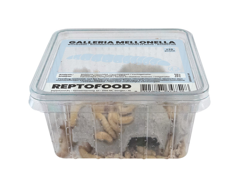 Repto Wasmotten - Galleria Mellonella