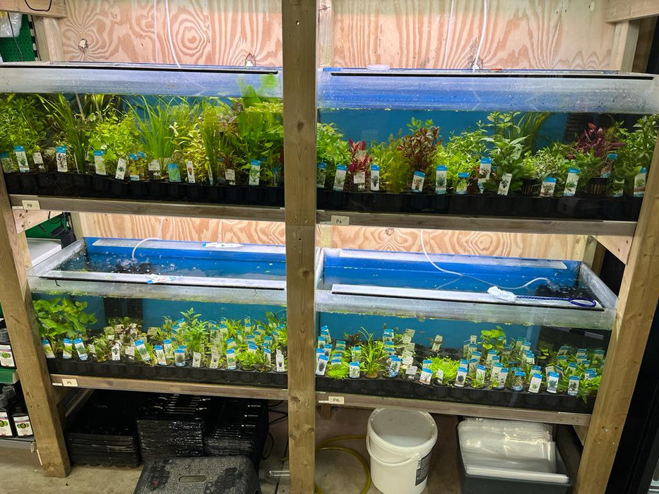 PTG Restplanten Aquariumplanten Mix