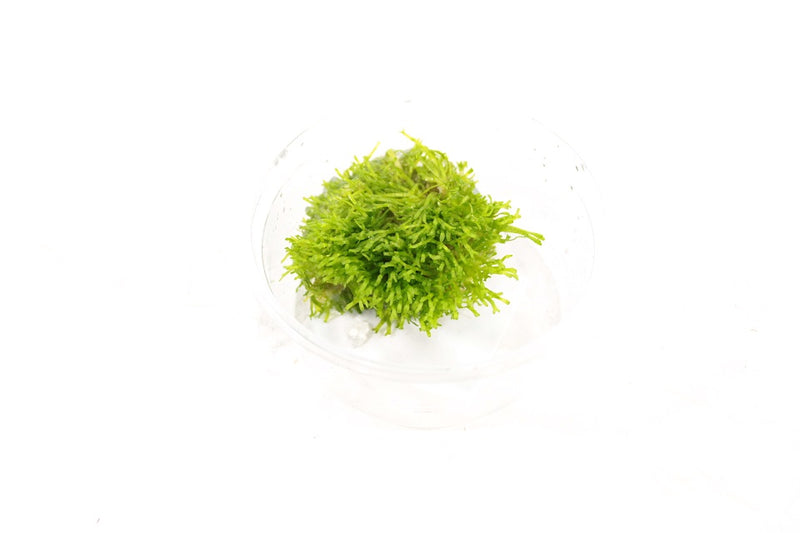 Mos Aquariumplanten Mix