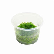 Riccia Fluitans - In Vitro