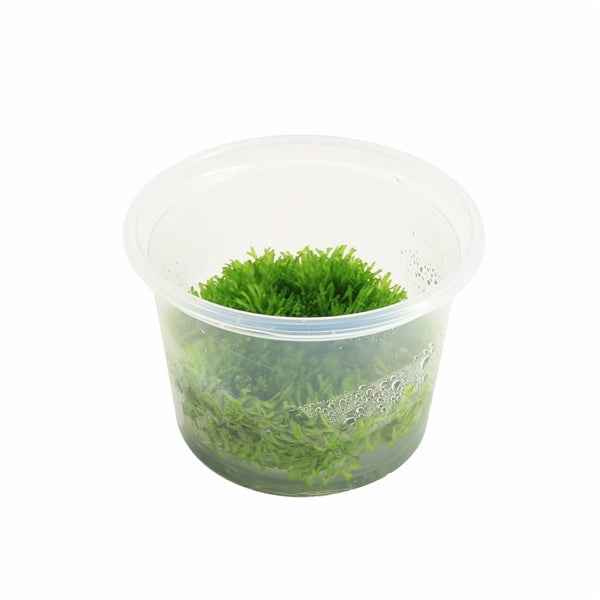Riccia Fluitans - In Vitro