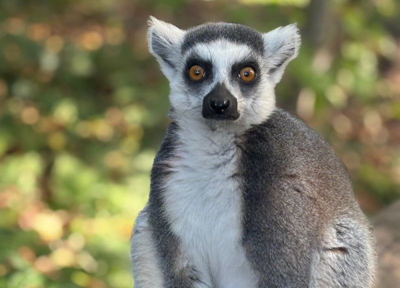 Ringstaartmaki magneet – Madagaskar Wildlife