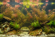 River Style Biotoop Plantenmix Middenzone