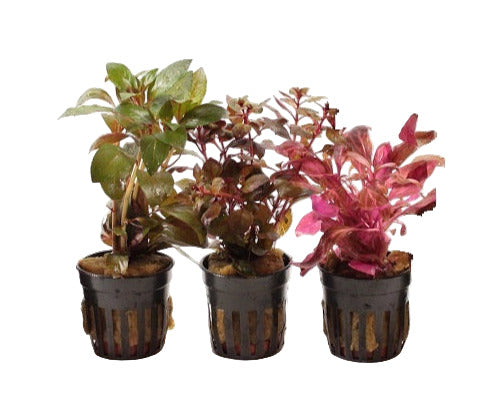 Rode Aquariumplanten Mix 3 Stuks