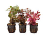 Rode Aquariumplanten Mix 3 Stuks
