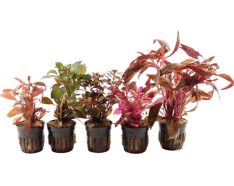 Rode Aquariumplanten Mix 5 Stuks