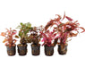 Rode Aquariumplanten Mix 5 Stuks