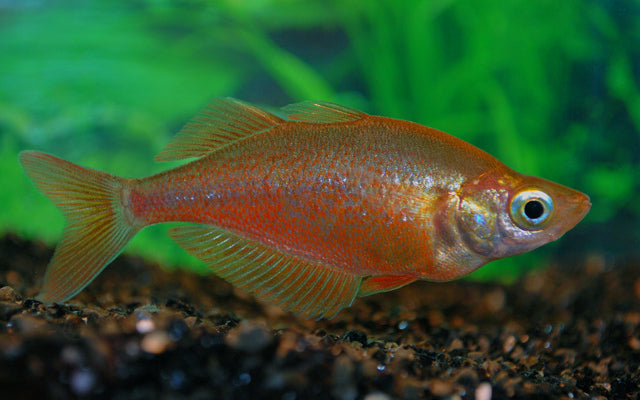 Rode Regenboogvis - Glossolepis incisus - Aquariumvissen