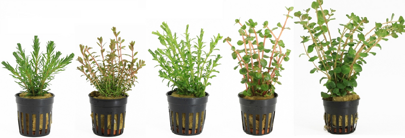 Rotala Aquariumplanten Mix
